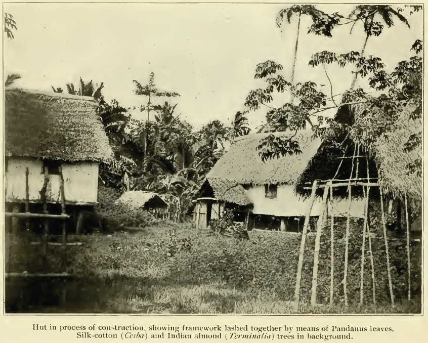 A hut in the process of construction. (Circa 1899)